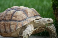 /album/sulcata/nedela-korytnacky-a-psi-009-jpg/